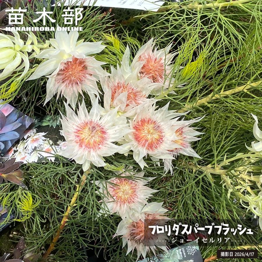 セルリア フロリダ スパーブ ブラッシュ 5号鉢植え : 苗木部 花ひろば