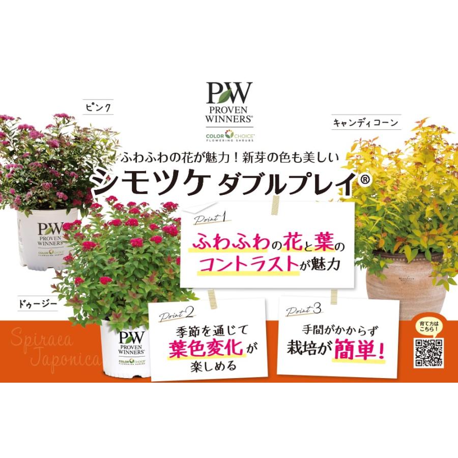 シモツケ ダブルプレイ ピンク 3.5号ポット苗（PW) （契約品種につき
