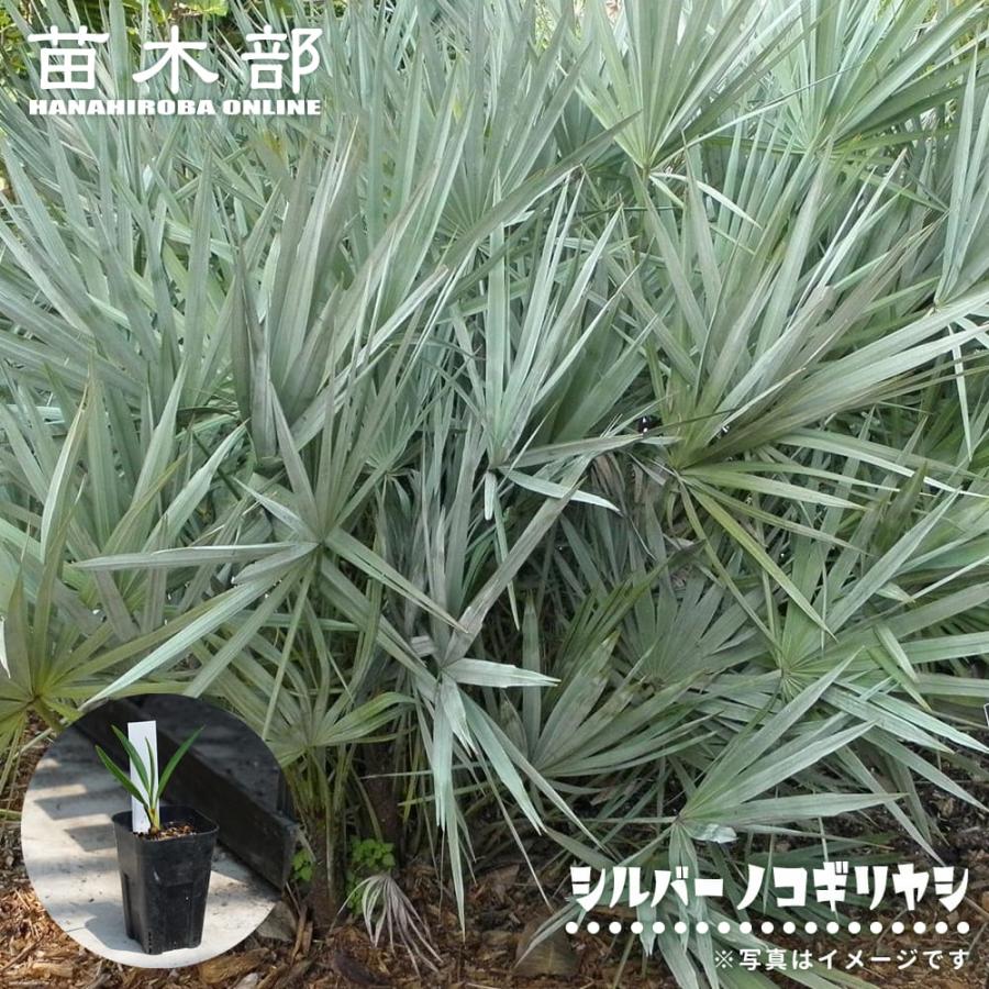 ヤシ シルバーノコギリヤシ 実生 3号ポット苗 : 苗木部 花ひろば