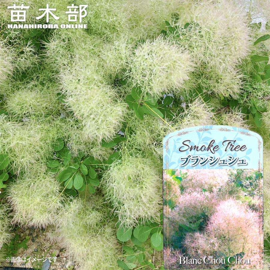 スモークツリー ブランシュシュ 3号ポット苗 爆買いweek : 苗木部 花