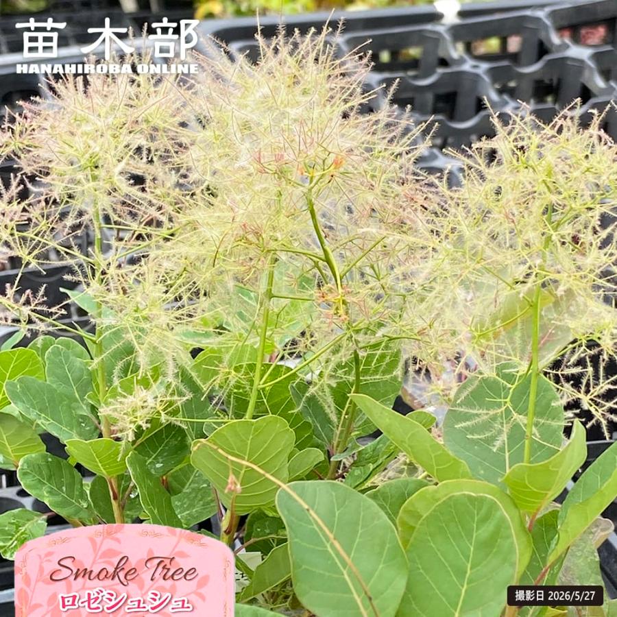 スモークツリー ロゼシュシュ 3号ポット苗 : 苗木部 花ひろば