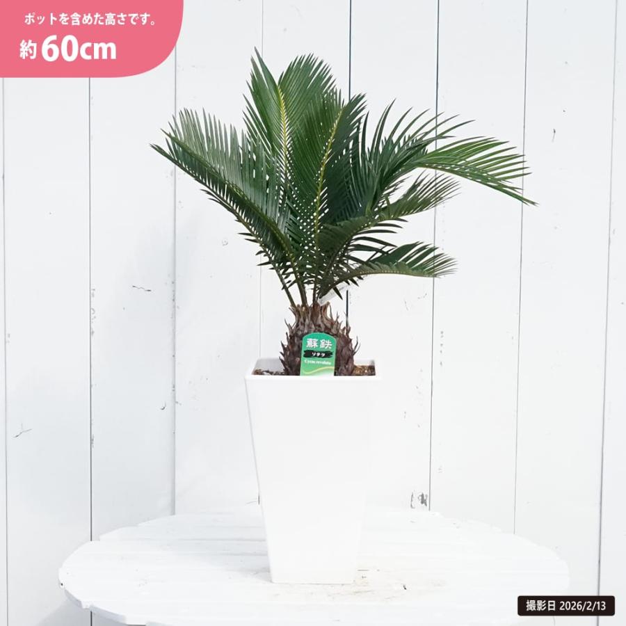 ソテツ (蘇鉄) 5.5号 白陶器鉢 鉢植え : 苗木部 花ひろばオンライン