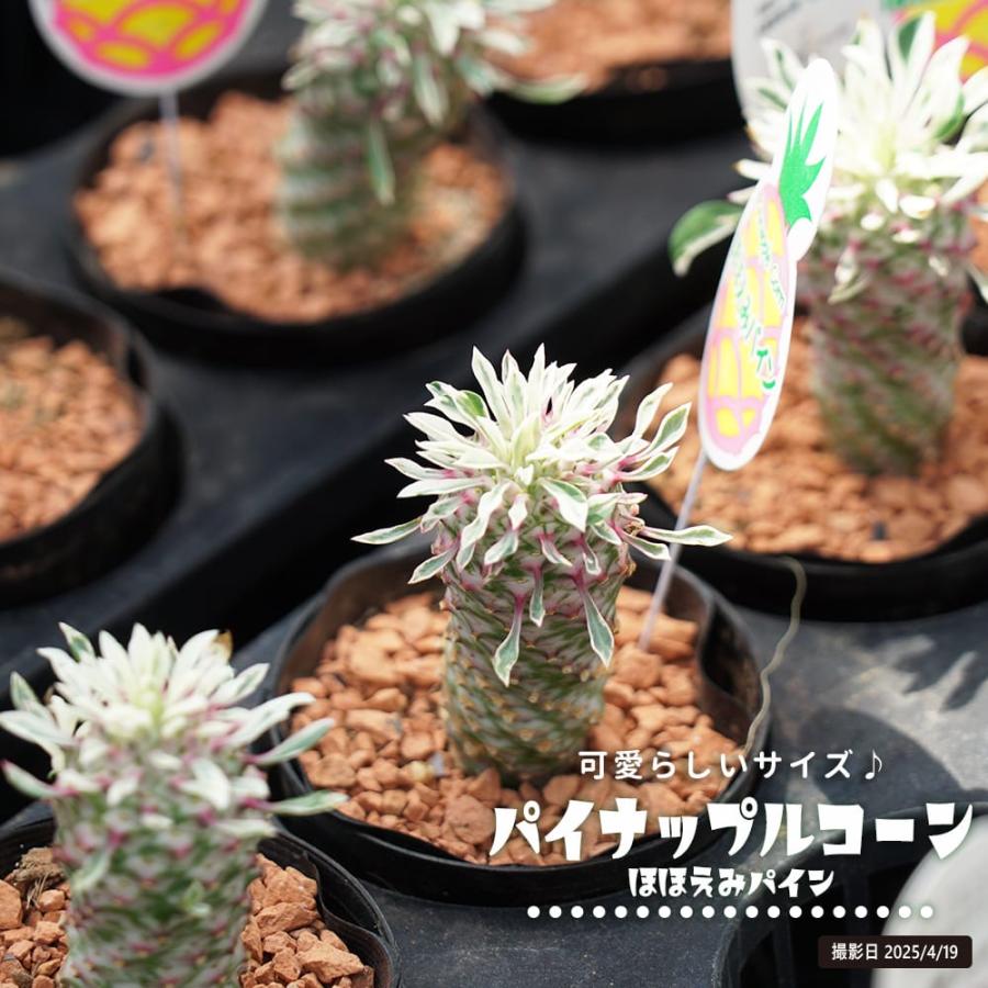 斑入りパイナップルコーン ほほえみパイン 3号鉢苗 : 苗木部 花ひろば