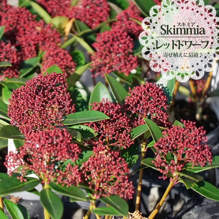 花が咲くスキミア レッドドワーフ 国産 ポット苗 : 苗木部 花ひろば