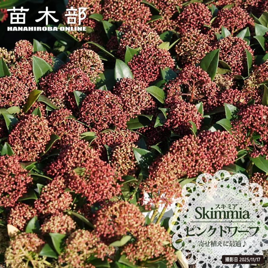 花が咲くスキミア ピンクドワーフ ミヤマシキミ 3.5号ポット苗 : 苗木