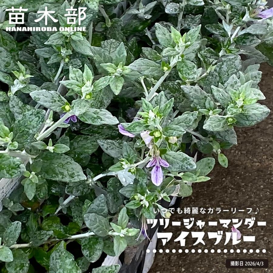 ツリージャーマンダー アイスブルー 3号ポット苗 : 苗木部 花ひろば