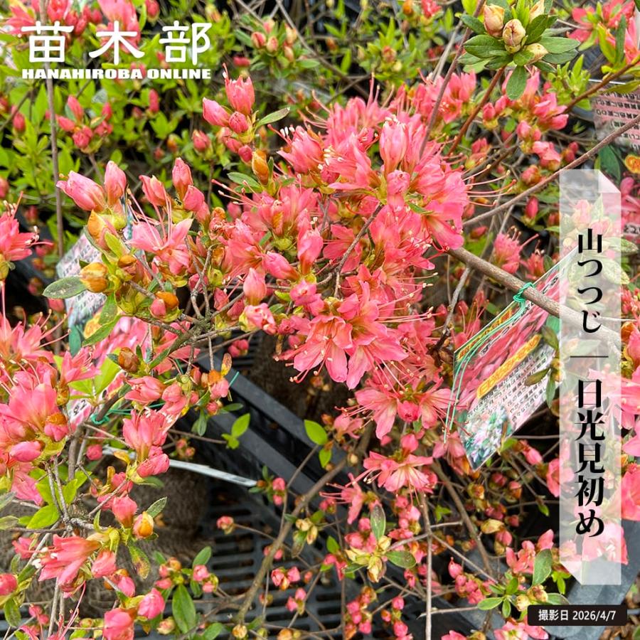 ヤマツツジ 日光見初め（みそめ） 根巻き苗 爆買いweek : 苗木部 花