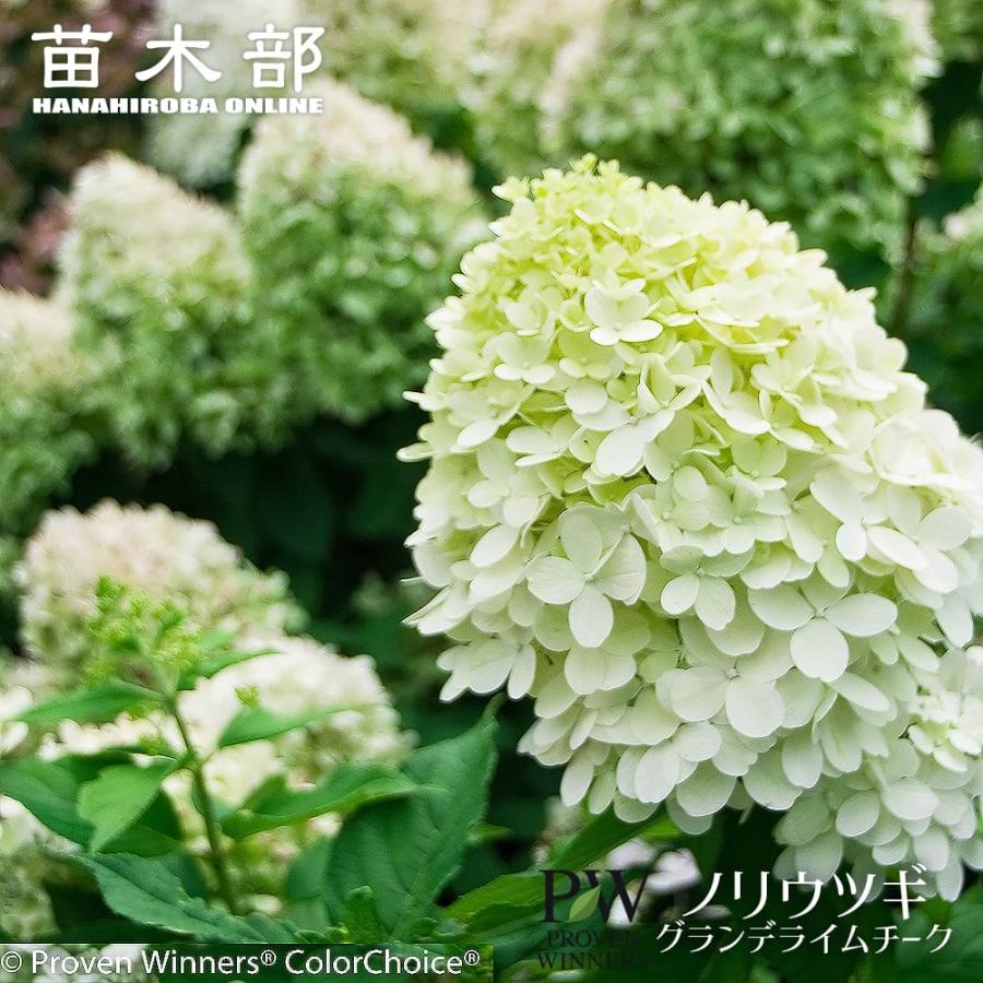 ノリウツギ グランデライムチーク（旧リトルライム） PVP 3.5号ポット