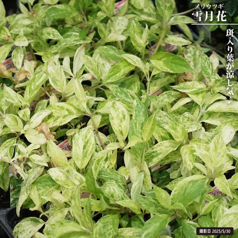 斑入りノリウツギ 雪月花 斑入り 3号ポット苗 爆買いweek : 苗木部 花