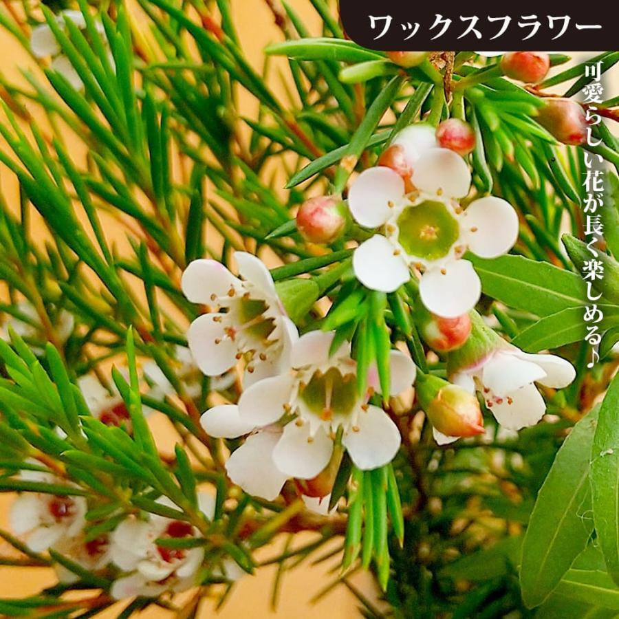 ワックスフラワー 3.5号ポット苗 : 苗木部 花ひろばオンライン - 通販