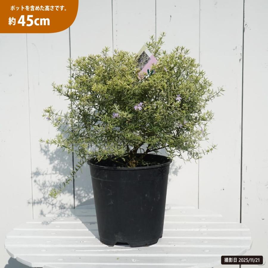 モーニングライト ウエストリンギア 7号鉢苗 爆買 : 苗木部 花ひろば