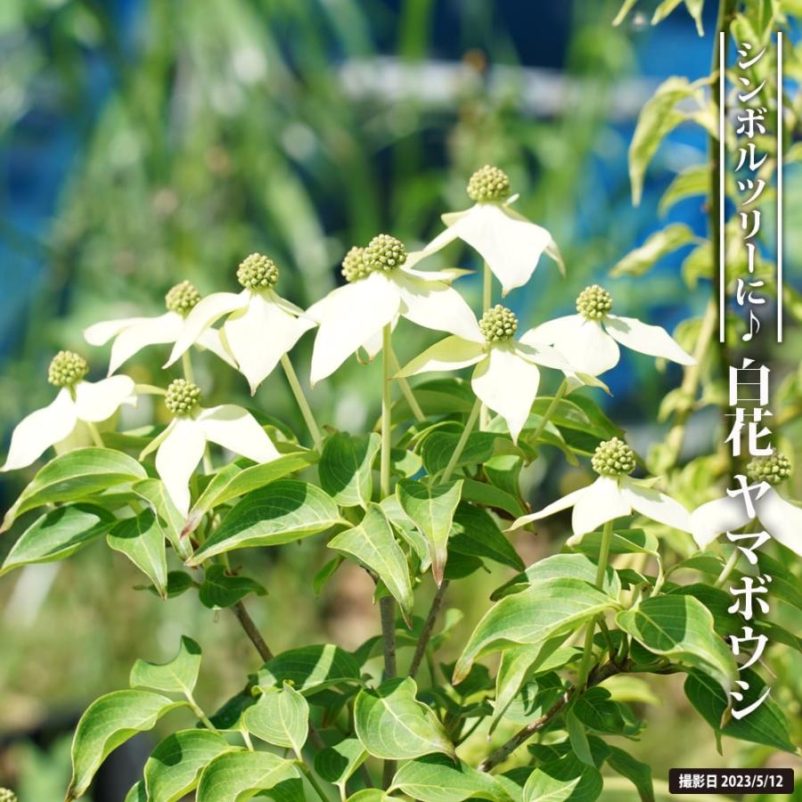珍しい 白花 ヤマボウシ 里の木シリーズ ●手数料無料!! 3.5号ポット苗