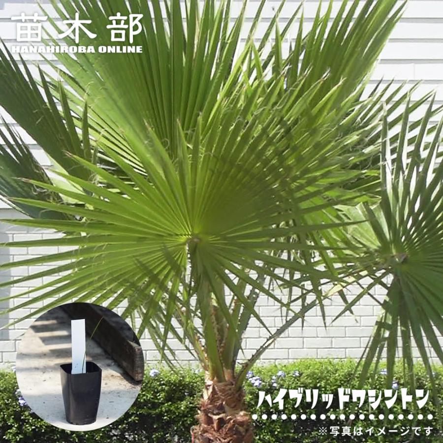 苗のあれこれ | 福井市のヤシの木屋 Fukui Palm ヤシの木 シルバー