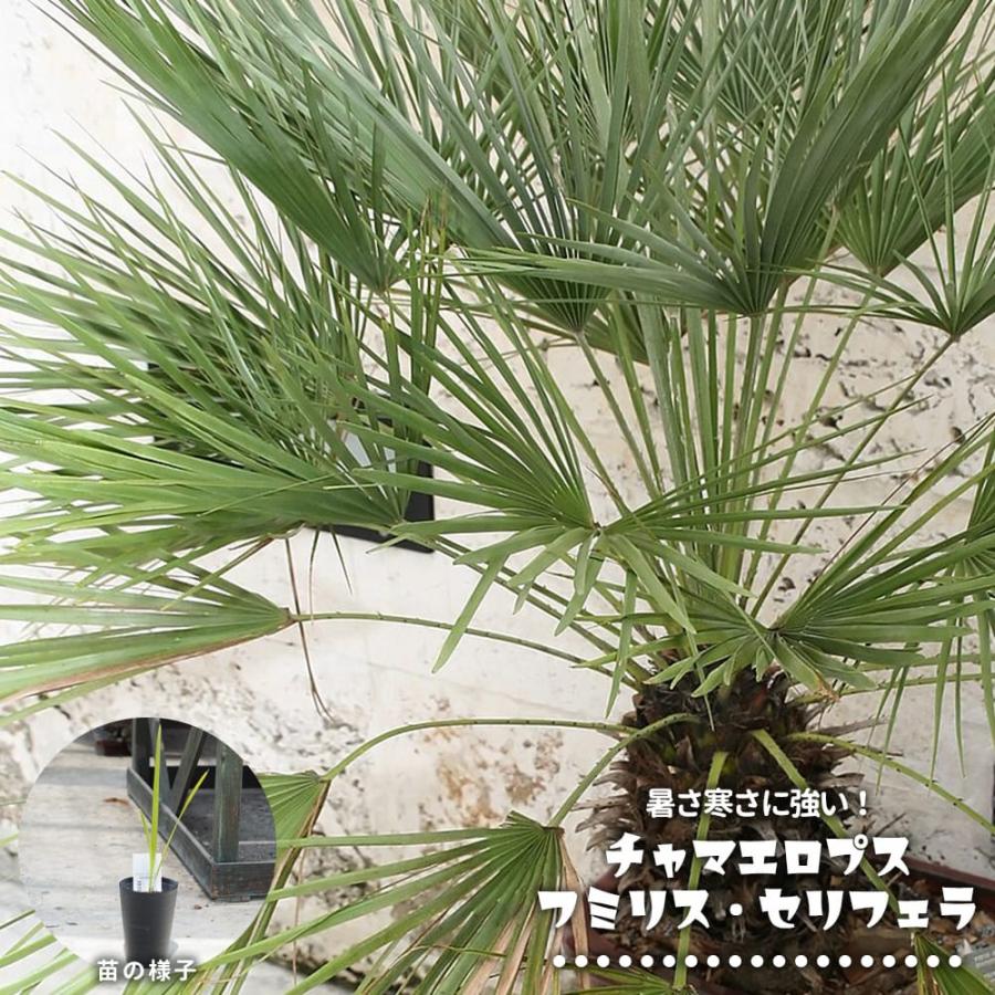 ヤシの木 チャメロプス フミリス セリフェラ 3号ポット苗 : 苗木部 花