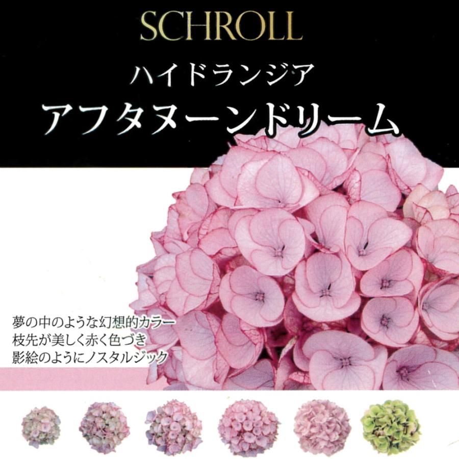 紫陽花 アジサイ アフタヌーンドリーム 5号ポット苗 : 苗木部 花ひろば