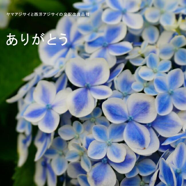 紫陽花 ガーデンアジサイ ありがとう 5号ポット苗 : 苗木部 花ひろば