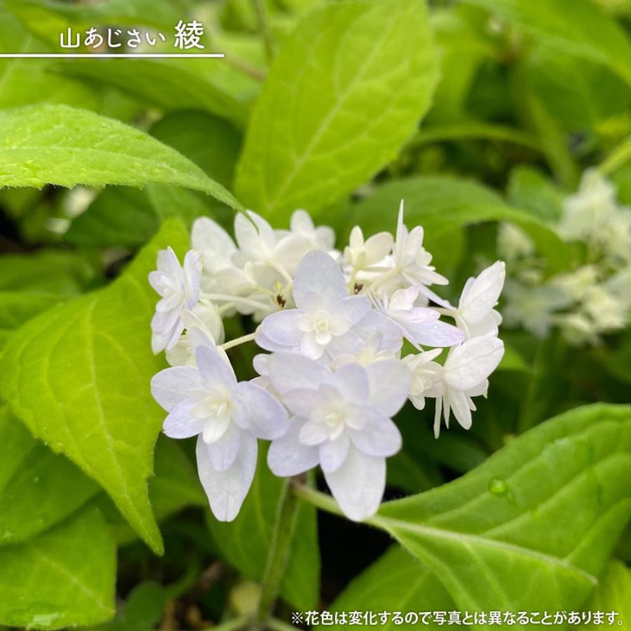紫陽花 ヤマアジサイ 綾(あや） 5号ポット苗 : 苗木部 花ひろば