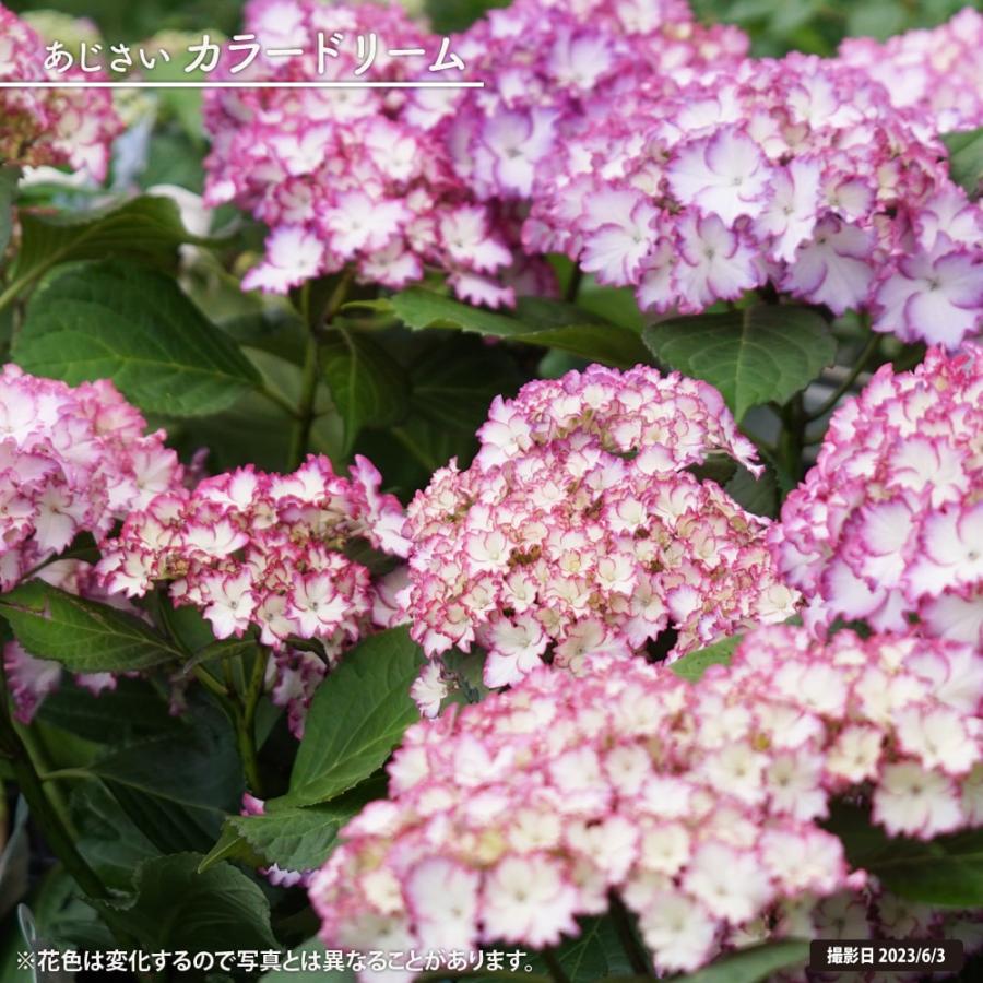 紫陽花 アジサイ カラードリーム 5号ポット苗 : 苗木部 花ひろば