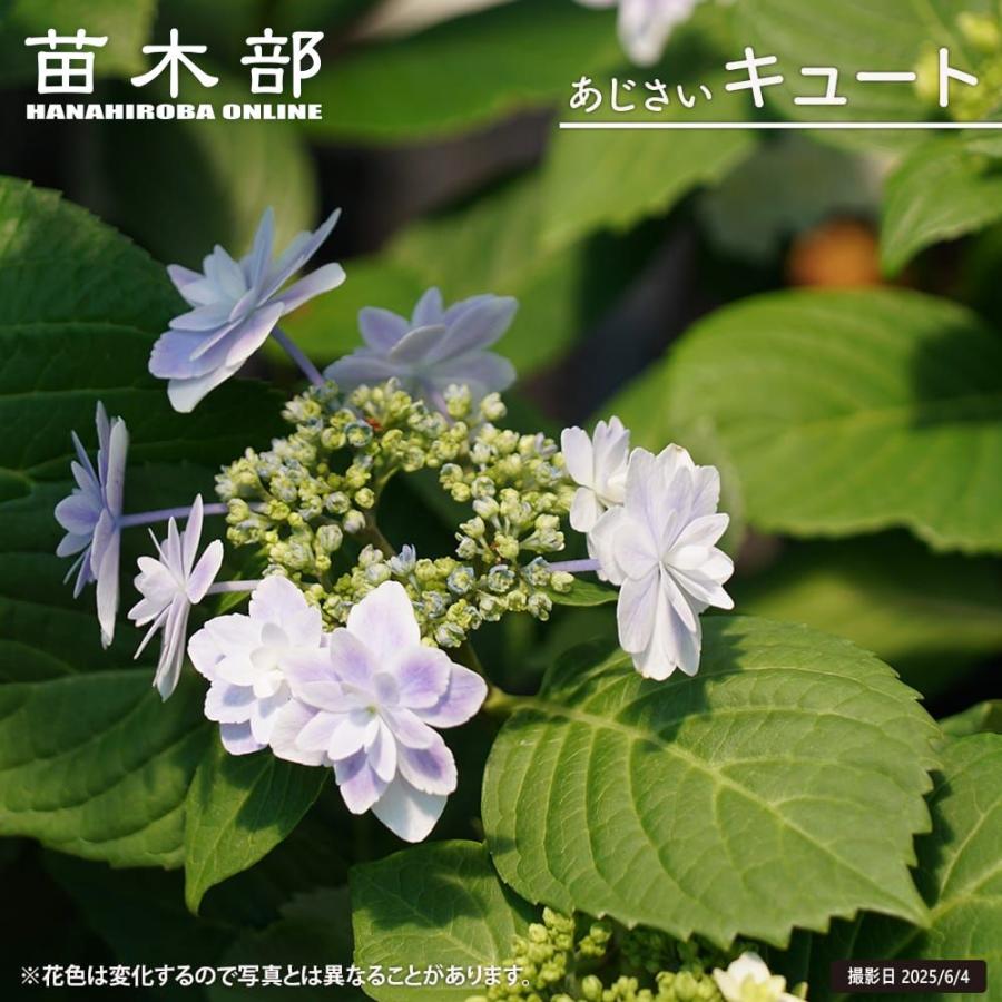 パープルタイガー　接ぎ木開花株　バラやアジサイのお庭に♡希少苗 紫陽花 ガーデンアジサイ キュート 5号ポット苗 爆買いweek : 苗木部