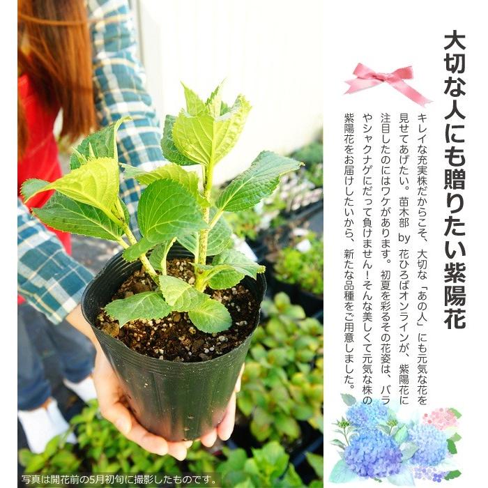 あじさい 苗 ダンスパーティー 年間定番 5号ポット苗 紫陽花 アジサイ