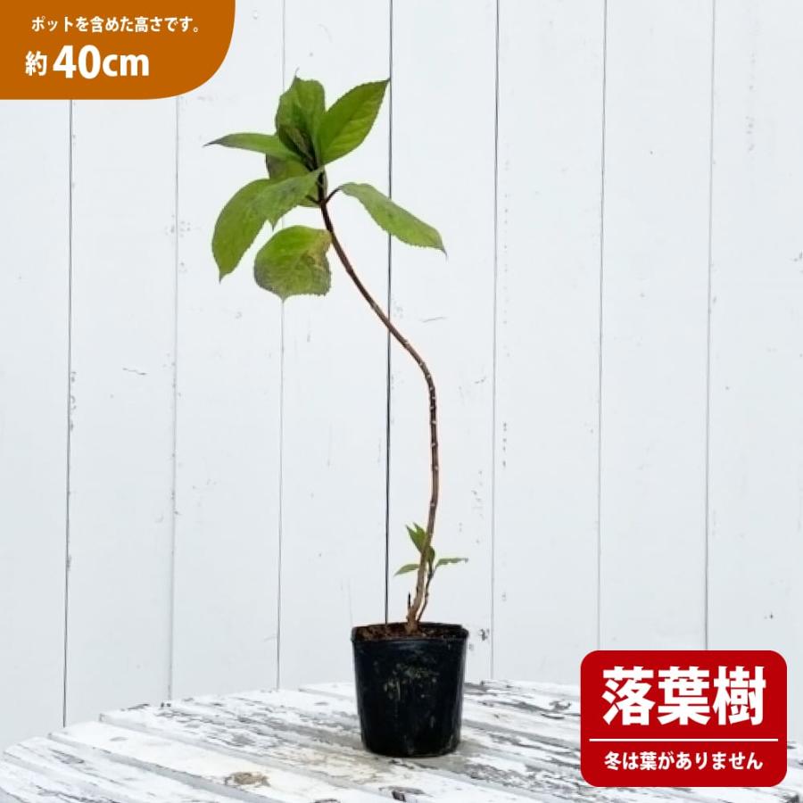 常緑あじさい 冬アジサイ 3.5号ポット苗 挿し木 ハナヒロ