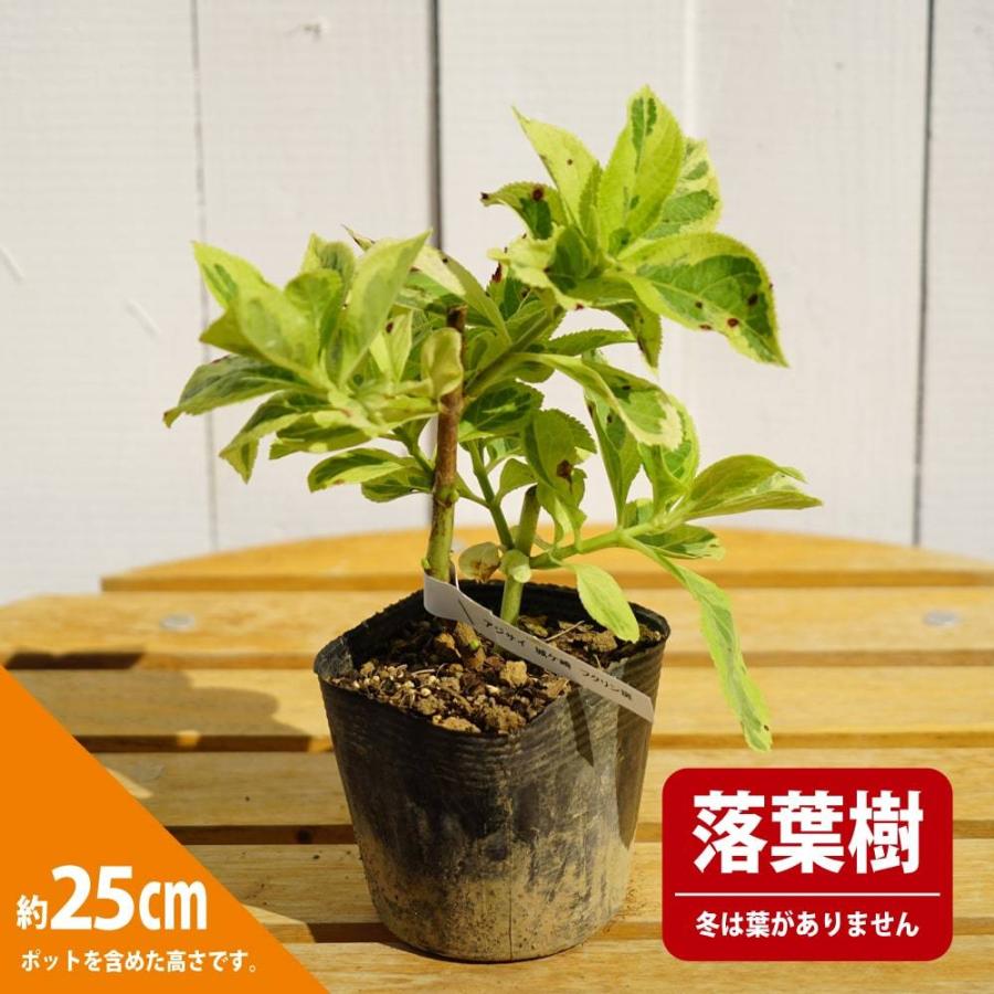 アジサイ 城ヶ崎 フクリン斑 3 5号ポット苗 ハナヒロバリュー Niwaki Ajisai Jogasaki V 苗木部 花ひろばオンライン 通販 Yahoo ショッピング