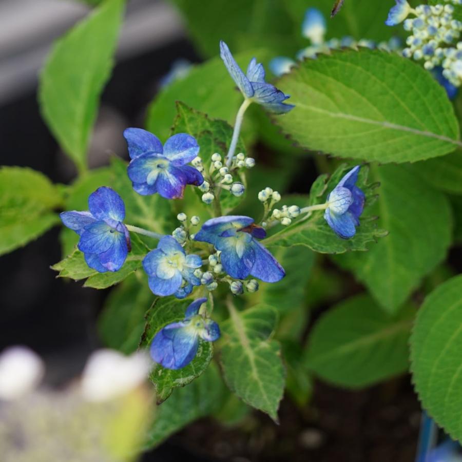 紫陽花 ヤマアジサイ 海峡 ポット苗 : 苗木部 花ひろば