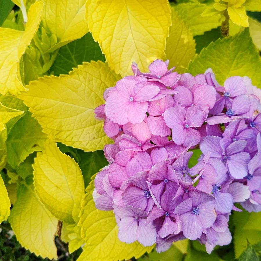 紫陽花 アジサイ 黄金葉 3.5号ポット苗 ハナヒロバリュー : 苗木 紫陽花 アジサイ 黄金葉 3.5号ポット苗 ハナヒロバリュー : 苗木