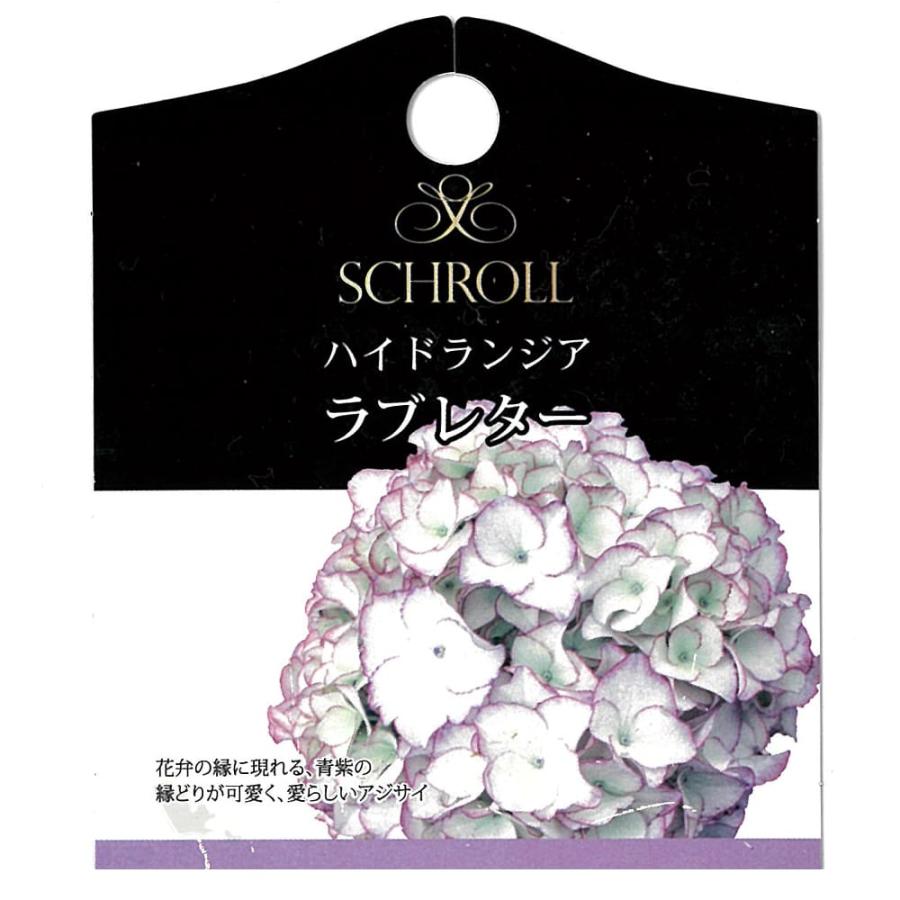 紫陽花 あじさい ハイドランジア ラブレター 5号ポット苗 : 苗木部 花