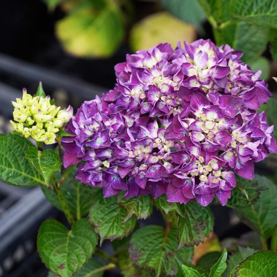 紫陽花苗　色々　１ポット 楽天市場】紫陽花 アジサイ 【黄金葉】 3.5号ポット苗 【ハナ