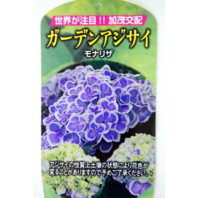あじさい 苗 モナリザ 紫陽花 5号ポット苗 アジサイ ガーデンアジサイ Niwaki Ajisai Monariza 苗木部 花ひろばオンライン 通販 Yahoo ショッピング