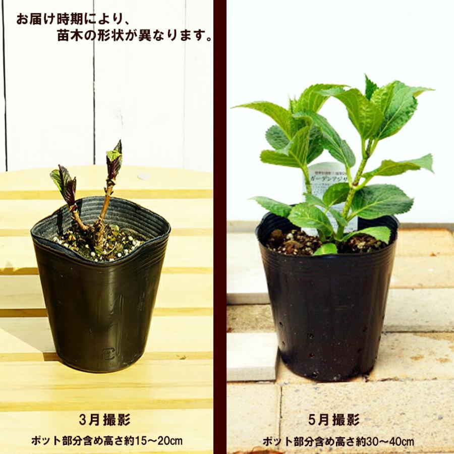 ガーデンアジサイ おはよう 5号ポット苗 Niwaki Ajisai Ohayou 苗木部 花ひろばオンライン 通販 Yahoo ショッピング