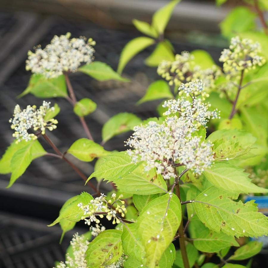 花芽付き あじさい 奥多摩小アジサイ 別名 秩父アジサイ ポット苗 写真ラベルなし Niwaki Ajisai Okutamako 苗木部 花ひろばオンライン 通販 Yahoo ショッピング