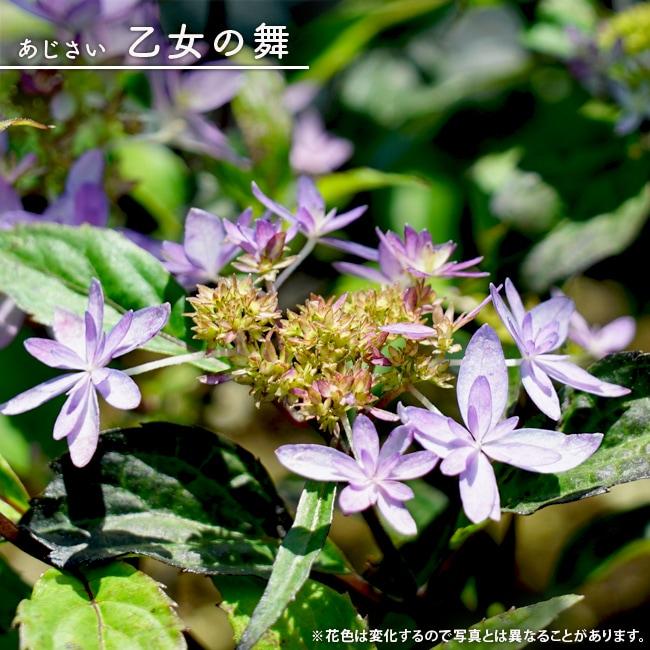 紫陽花 ヤマアジサイ 乙女の舞 (別名 木沢の光) （おとめのまい）(き