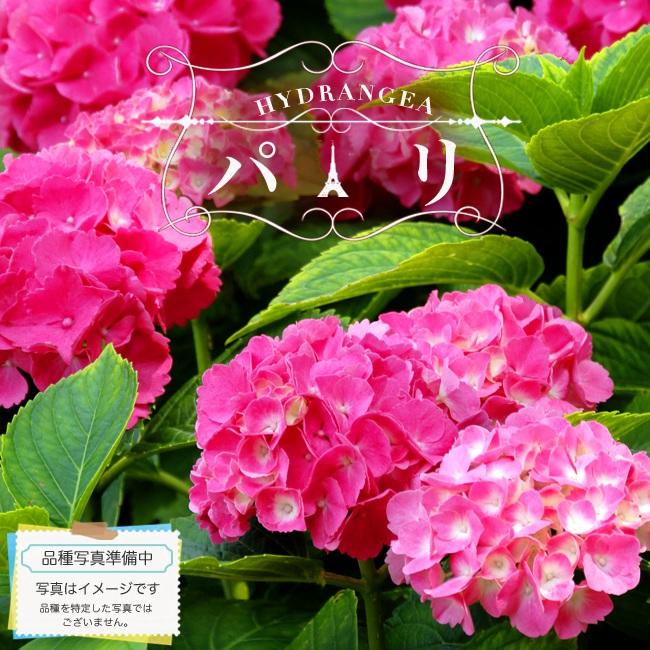 花芽付き 西洋あじさい シティーライン パリ 5号ポット苗 Niwaki Ajisai Pari 苗木部 花ひろばオンライン 通販 Yahoo ショッピング