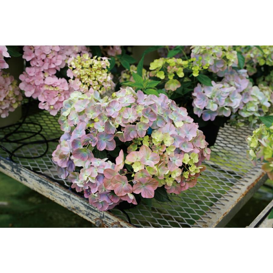 【花苗】PW正規品 ラグランジア オーロランジュ ②❤︎お花あり　新品種 ラグランジア（R) オーロランジュ 3.5号ポット ベビー苗 PW 登録