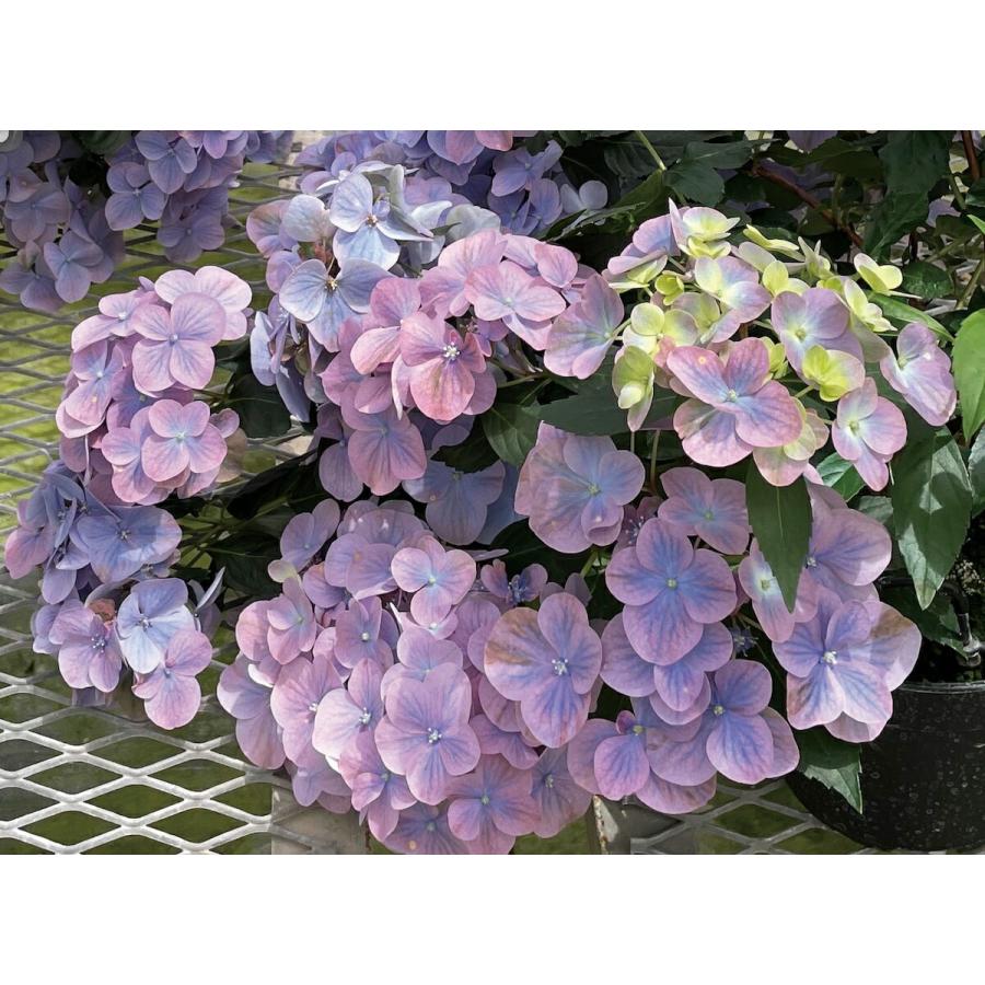 【花苗】PW正規品 ラグランジア オーロランジュ ②❤︎お花あり　新品種 ラグランジア（R) オーロランジュ 3.5号ポット ベビー苗 PW 登録