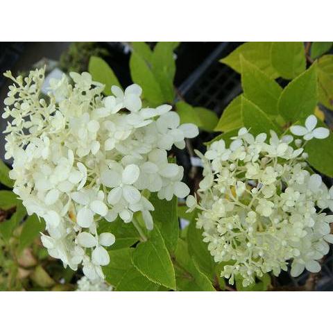 ノリウツギ ライムライト ポット苗 Niwaki Ajisai Raimuraito 苗木部 花ひろばオンライン 通販 Yahoo ショッピング