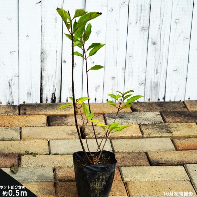 ノリウツギ ライムライト ポット苗 Niwaki Ajisai Raimuraito 苗木部 花ひろばオンライン 通販 Yahoo ショッピング