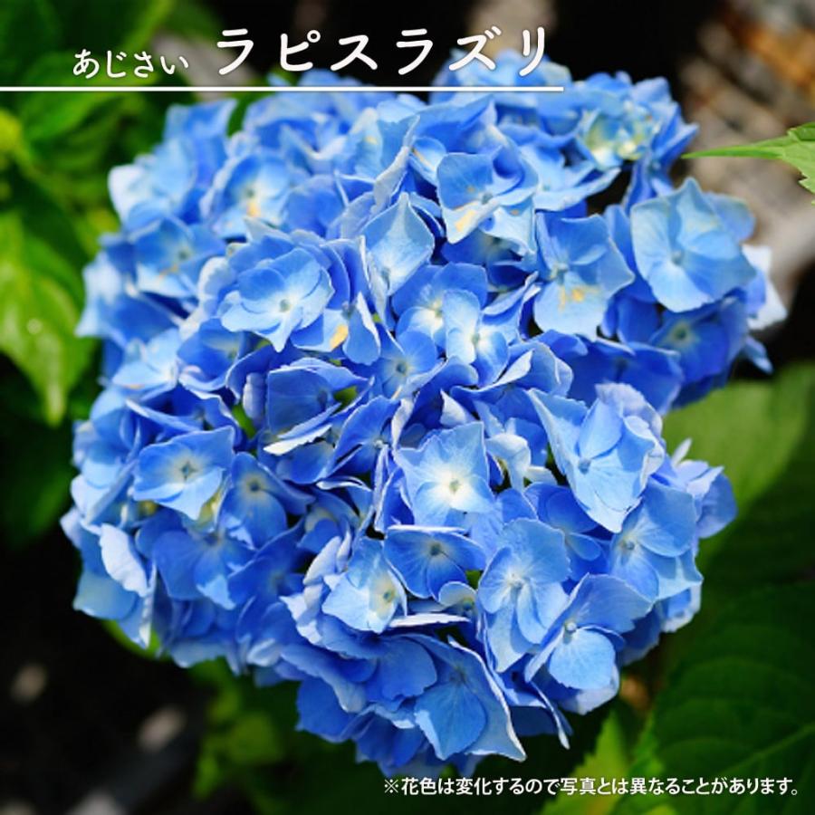 ガーデンアジサイ ラピスラズリ 5号ポット苗 : 苗木部 花ひろば