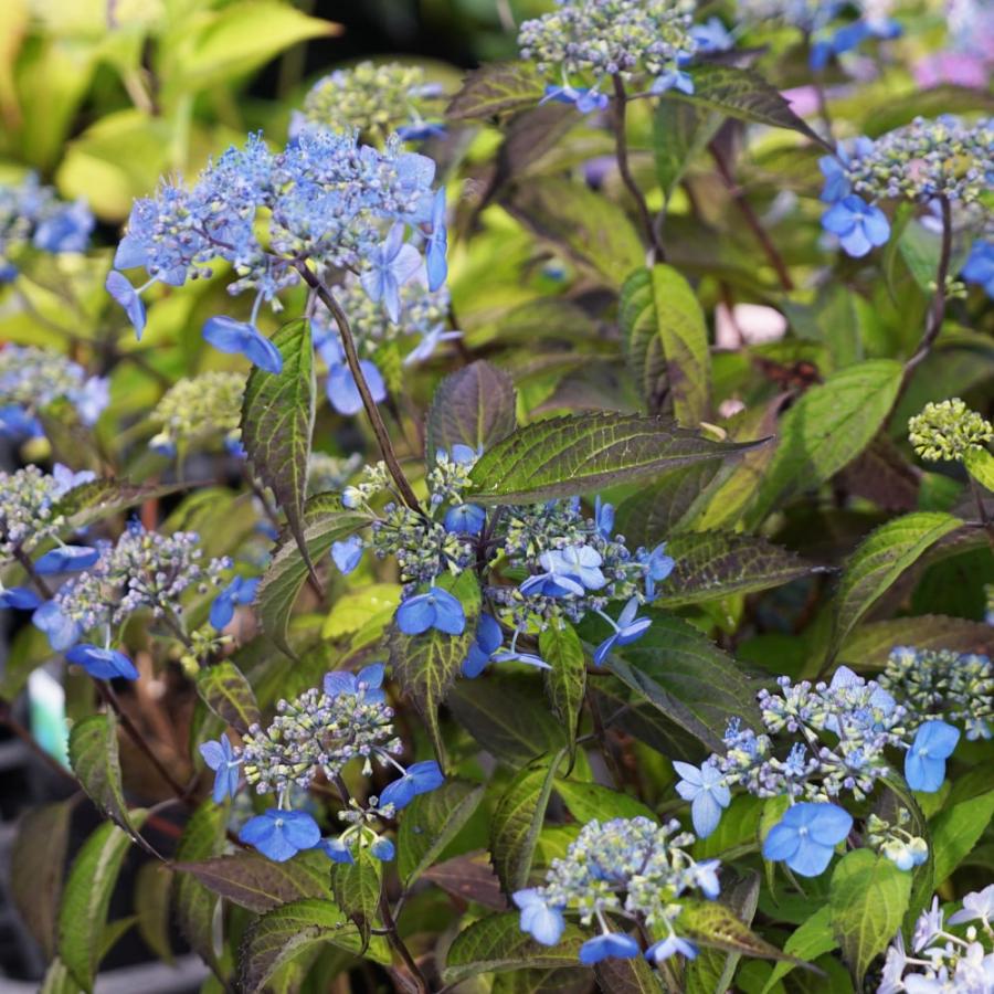 紫陽花 ヤマアジサイ 紫音 （しおん） ポット苗 : 苗木部 花
