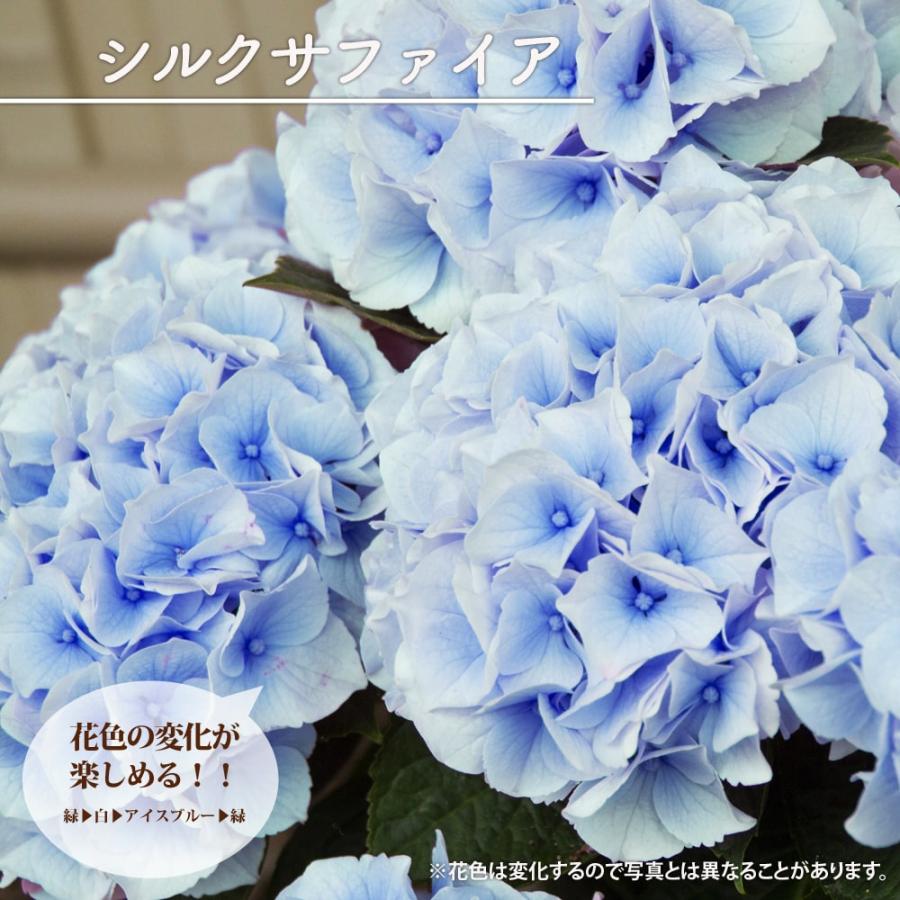5寸紫陽花　シルクサファイア 紫陽花 あじさい ハイドランジア シルクサファイア 5号ポット苗 : 苗木