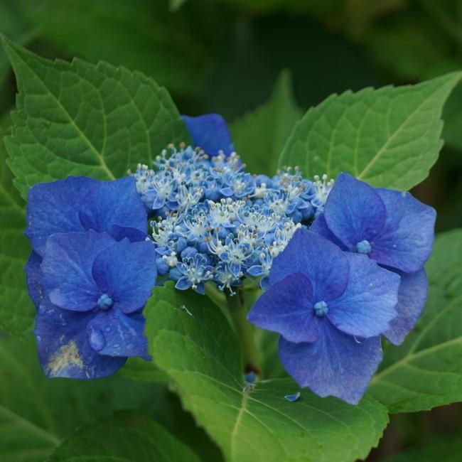 あじさい 苗 スカイブルー ブルースカイ ポット苗 西洋アジサイ 紫陽花 Niwaki Ajisai Skyblue 苗木部 花ひろばオンライン 通販 Yahoo ショッピング