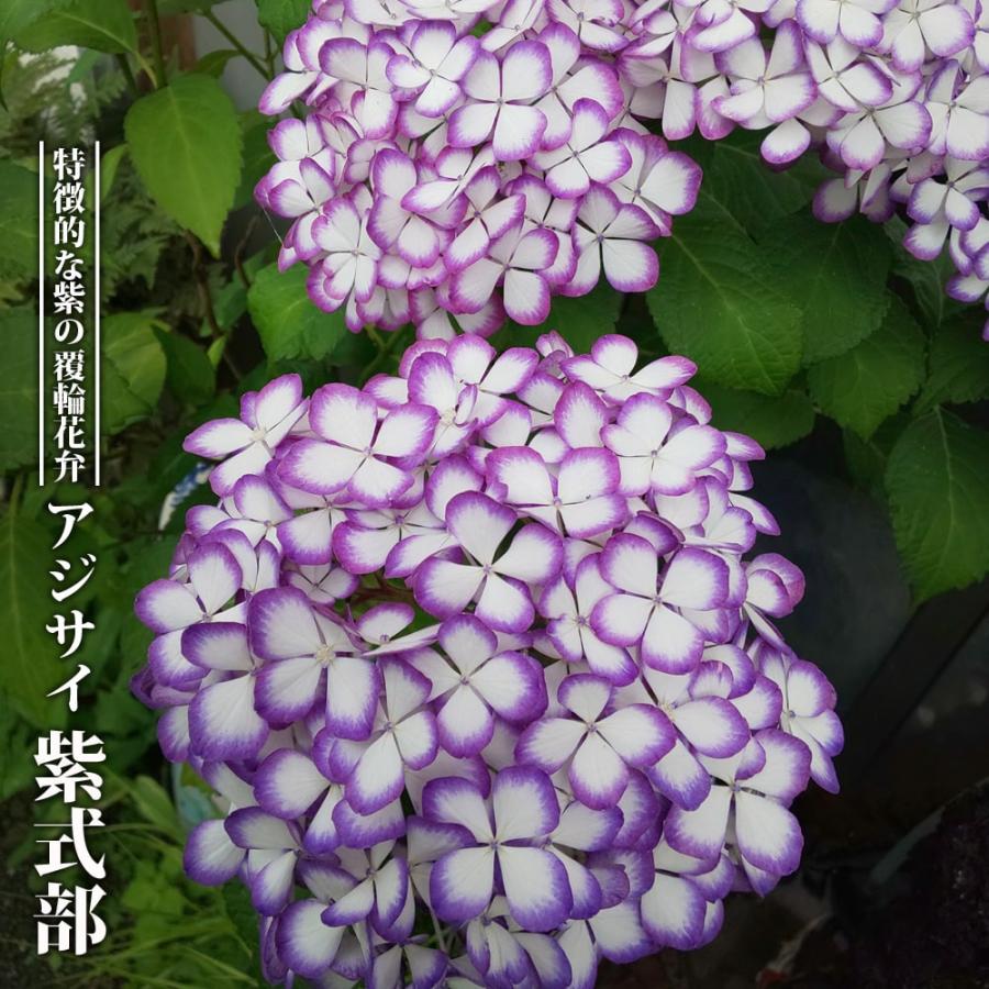 紫陽花 てまりアジサイ 紫式部 3.5号ポット苗 ハナヒロバリュー 紫陽花 てまりアジサイ 紫式部 3.5号ポット苗 ハナヒロバリュー