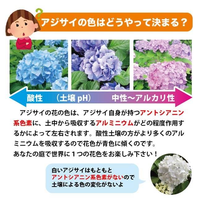 ガーデンアジサイ てまりてまり 5号ポット苗 Niwaki Ajisai Temaritemari 苗木部 花ひろばオンライン 通販 Yahoo ショッピング