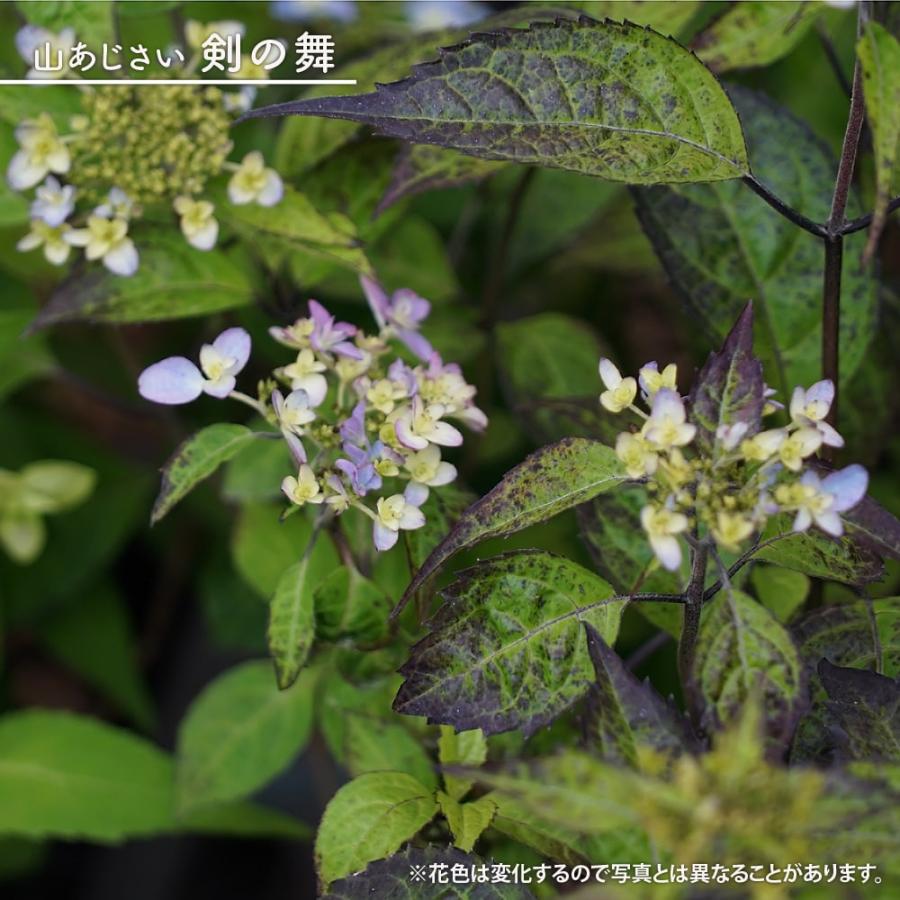 あじさい 苗 ヤマアジサイ 剣の舞 5号ポット苗 山紫陽花 山アジサイ Niwaki Ajisai Tsuruginomai 苗木部 花ひろばオンライン 通販 Yahoo ショッピング