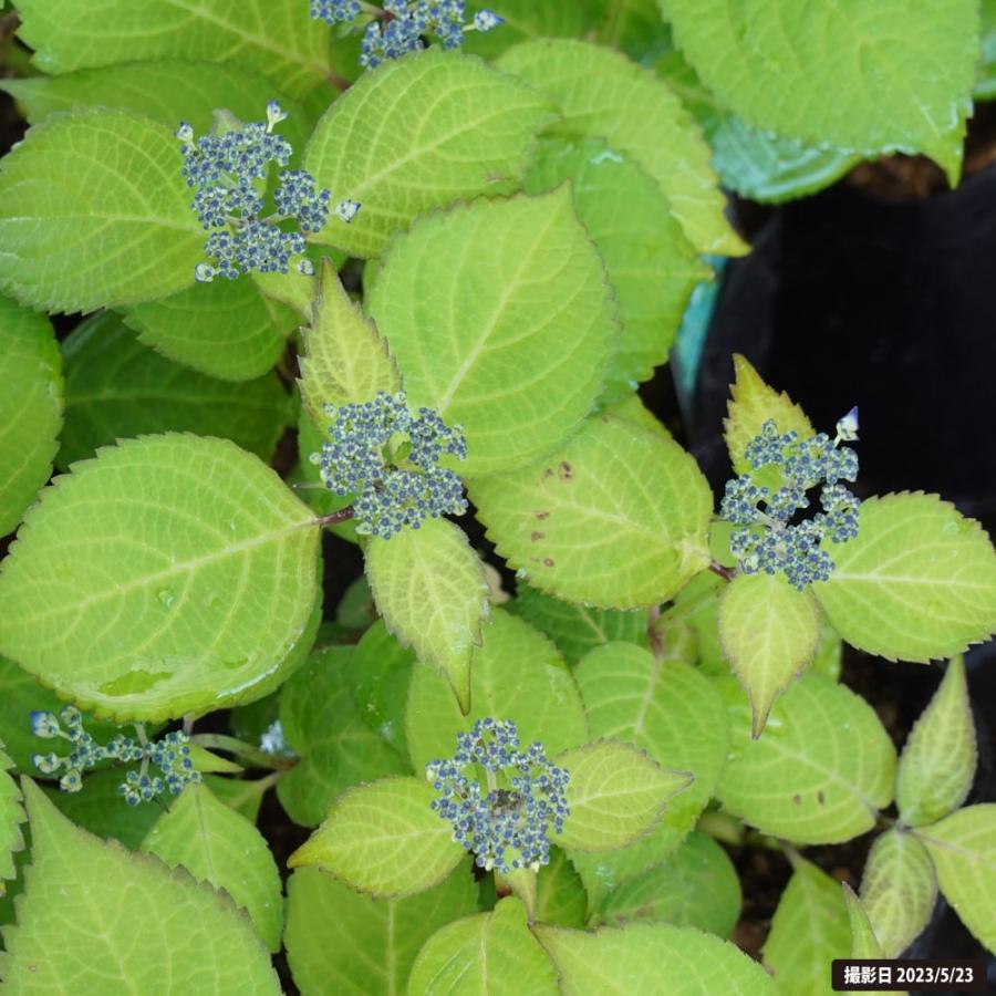 紫陽花苗　色々　１ポット 楽天市場】紫陽花 アジサイ 【黄金葉】 3.5号ポット苗 【ハナ