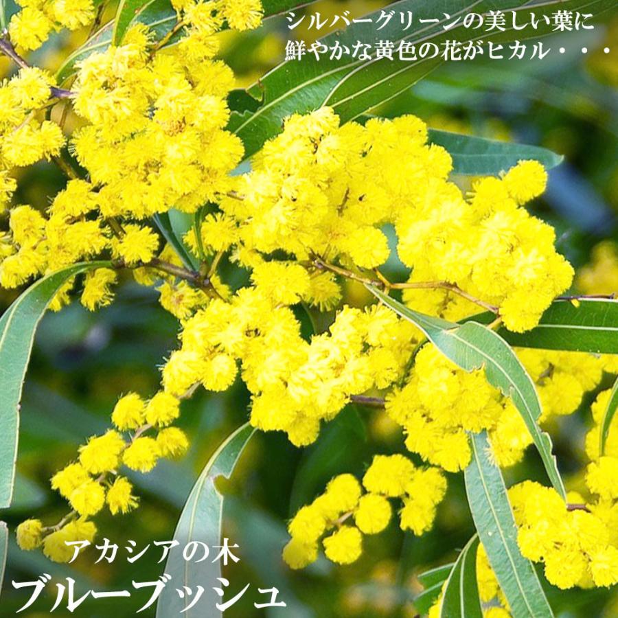 アカシアの木 ブルーブッシュ 3 5号ポット苗 Niwaki Akashia Buru Busshu 3go 苗木部 花ひろばオンライン 通販 Yahoo ショッピング
