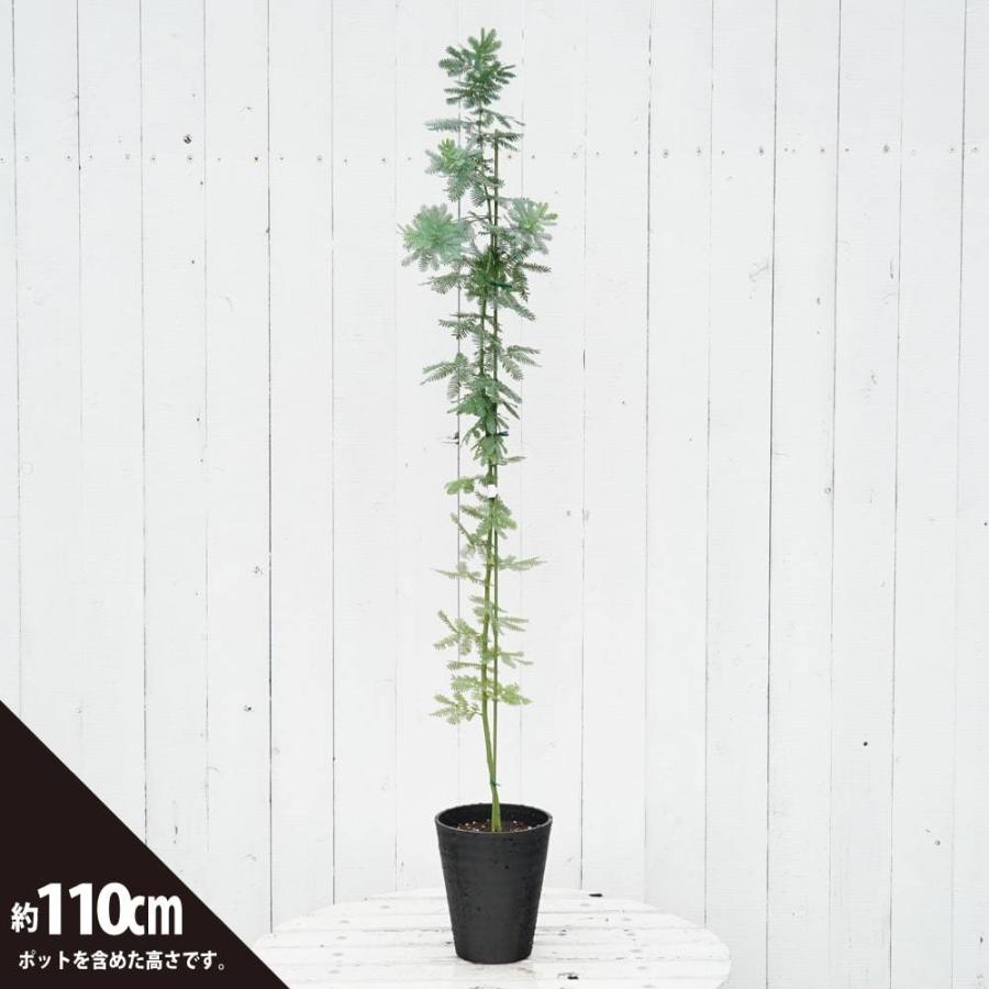 ギンヨウアカシア ゴールデンミモザ ミモザアカシア 6号鉢大苗 Niwaki Akashia Gorudenmimoza0 苗木部 花ひろばオンライン 通販 Yahoo ショッピング