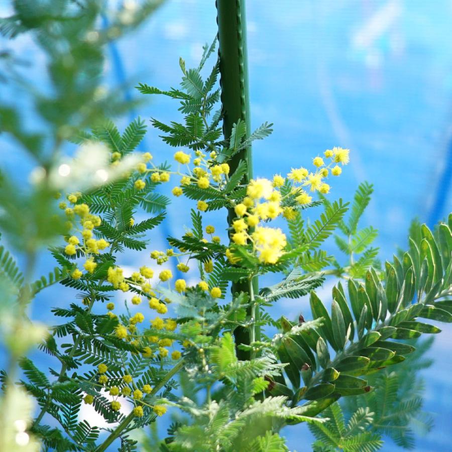 ミモザアカシア　/ 560 ミモザアカシア / 560